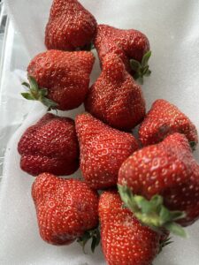 Read more about the article My first Amaou strawberry